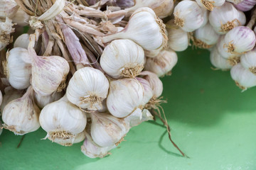 bunches of fresh garlic