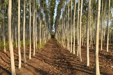 EUCALYPTUS FARM IN A CENTRAL VIEW