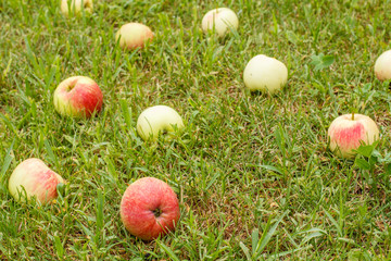 Red apples on green grass in the orchard