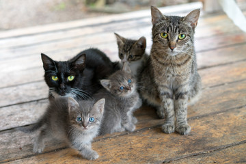 Cat family. Two adult cats and three kittens sit on wooden boards.