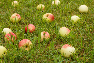 Red apples on green grass in the orchard. Fallen ripe apples