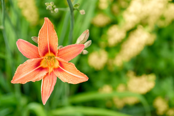 Orange Fire Lily Photos Royalty Free Images Graphics