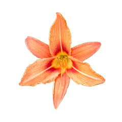 red lily isolated on white