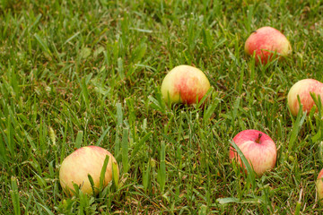 Red apples on green grass in the orchard