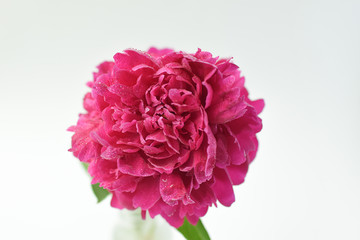 Red peony flower in a glass vase on a white isolated background. Fresh flowers . Selective focus. Horizontal frame.