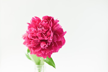 Red peony flower in a glass vase on a white isolated background. Fresh flowers . Selective focus. Horizontal frame.