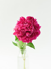 Red peony flower in a glass vase on a white isolated background. Fresh flowers . Selective focus. Vertical frame