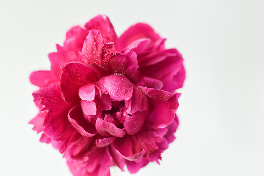 Red peony flower in a glass vase on a white isolated background. Fresh flowers . Selective focus. Horizontal frame.