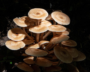 Group of mushrooms in sunlght