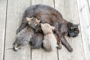The cat feeds her milk on young kittens. Cat nursing her little kittens, close up