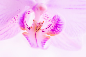 Fototapeta na wymiar A flower of magnificent pink orchid close up. Selective focus. Horizontal frame. Fresh flowers natural background macro.
