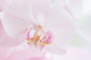 Naklejka na ściany i meble White orchid flower close up. Selective focus. Horizontal frame. Fresh flowers natural background.