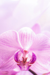 Obraz premium A flower of a magnificent pink orchid close up. Selective focus. Vertical frame. Fresh flowers natural background macro.