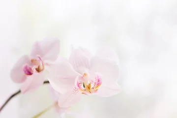 Fotobehang White orchid flower close up. Selective focus. Horizontal frame. Fresh flowers natural background. © ximich_natali