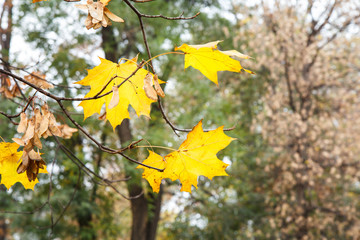 Fototapeta na wymiar Yellow maple leaves in autumn season with trees on the background.