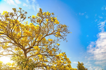 Autumn leaves against blue sky, Paraguayan silver trumpet tree, Silver trumpet tree with blue sky.
