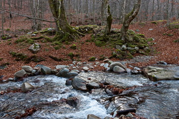  Magnificent landscape with mountain river Vit flowing in the autumn forest over mossy rocks and big stones near Teteven town, Balkan mountains, Bulgaria