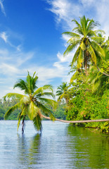 Tropical palm forest on the river bank.