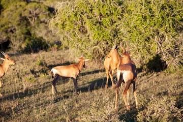 South African antelope 
