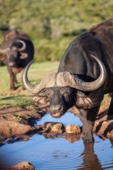 South African Water Buffalo