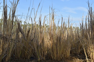 Fototapeta premium DRY GRASS IN FOREST