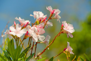 Nerium oleander. spring, sunny day, beautiful oleander flower in the garden and the blue sky in...