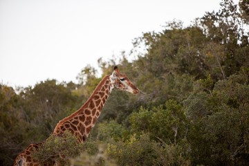 Giraffe feeding