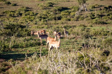 South African antelope 