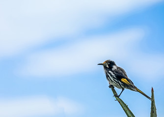 Australischer Vogel Weißaugen-Honigfresser