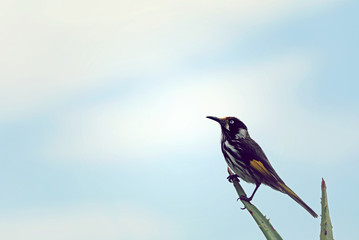 Australischer Vogel Weißaugen-Honigfresser