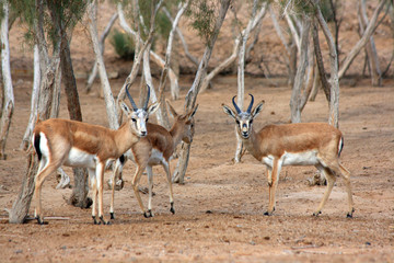 Uzbekistan Kyzylkum desert. A herd of gazelles.