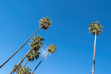 California, beautiful, very tall palm trees on blue sky in Los Angeles