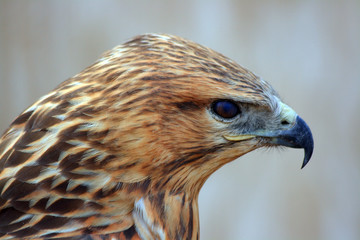 Uzbekistan Kyzylkum desert. Steppe Eagle.