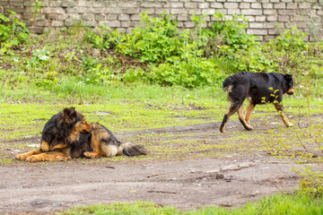 Homeless dog looking at another dog on the road in the city.