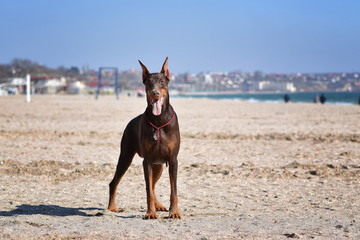beautiful portrait of doberman