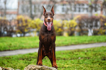 beautiful portrait of doberman