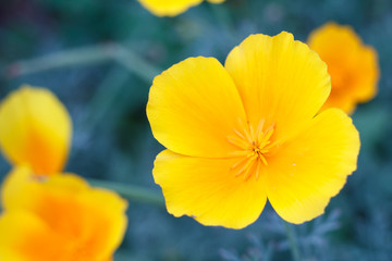 Beautiful yellow summer flower in the garden with blurred green leaves in the background