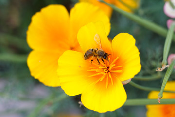 Beautiful yellow summer flower with a bee in the garden and blurred green leaves in the background