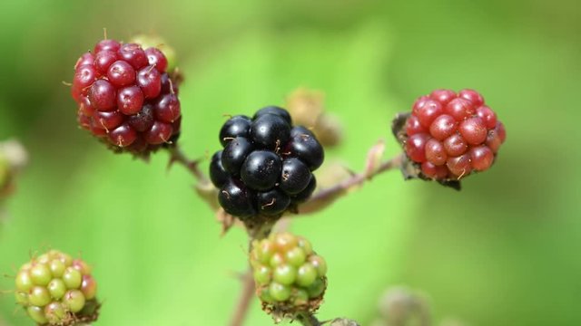 Close up photo of a blackberry bunch where there are ripe and unripe blackberries in different phase growing on a blackberry bush under the sun in British Columbia, Canada