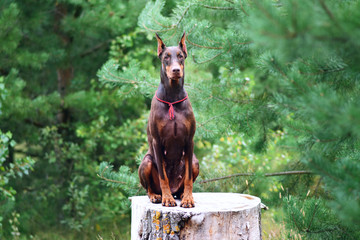 beautiful portrait of doberman