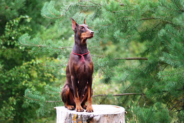 beautiful portrait of doberman