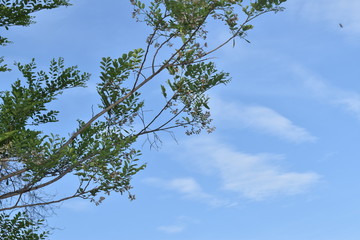 GREEN COLOR LEAVES WITH STEM AND THE BLUE SKY