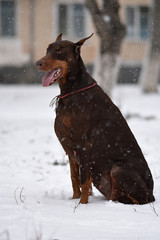 beautiful portrait of doberman