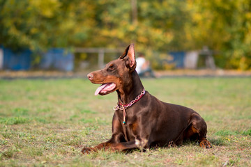 beautiful portrait of doberman