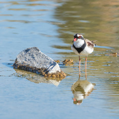 Black-fronted Dotterel (Elseyornis melanops). Maree, South Australia, Australia