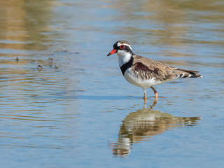 Black-fronted Dotterel (Elseyornis melanops). Maree, South Australia, Australia
