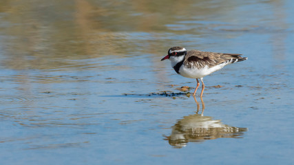 Black-fronted Dotterel (Elseyornis melanops). Maree, South Australia, Australia