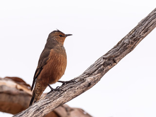 Rufous Treecreeper (Climacteris rufus). Lake Gilles Conservation Reserve, South Australia, Australia