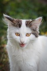 White and gray tabby cat with green grass on the background.