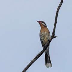 Spiny-cheeked Honeyeater (Acanthagenys rufogularis). Walpeup, Victoria, Australia